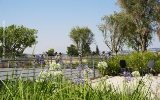 Roof garden with agapanthus flowers